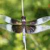 Widow Skimmer Dragonfly 