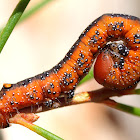 Caterpillar