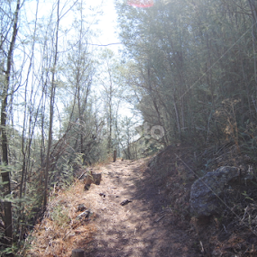 by Bernardo Carmo - Landscapes Forests