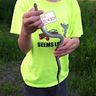 Common Garter Snake