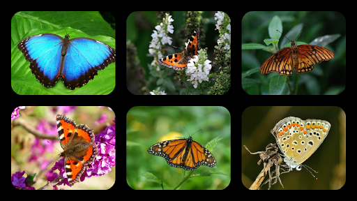 Butterfly Jigsaw Puzzles