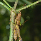 Grasshoppers (mating)