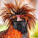 Polish Rooster