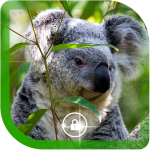 Koala Australian HQ LWP 1.2
