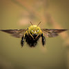 Afrotropical Carpenter Bee (male)