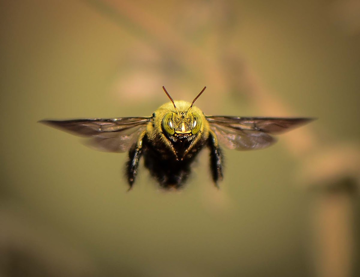Afrotropical Carpenter Bee (male)