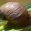 Unknown Land Snail