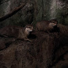 ORIENTAL SMALL CLAWED OTTERS