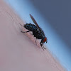 muscid fly