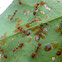 Weaver ant with scale insects