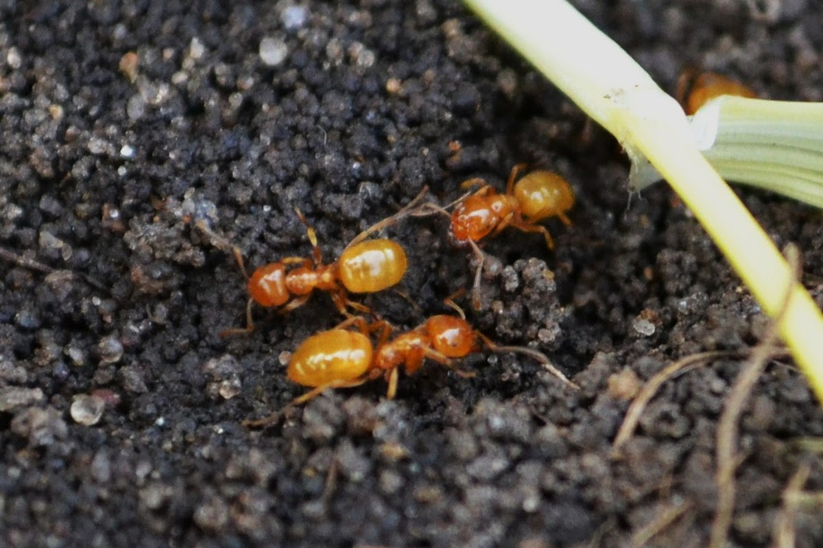 Citronella ants