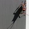 Leaf-Footed Stink Bug