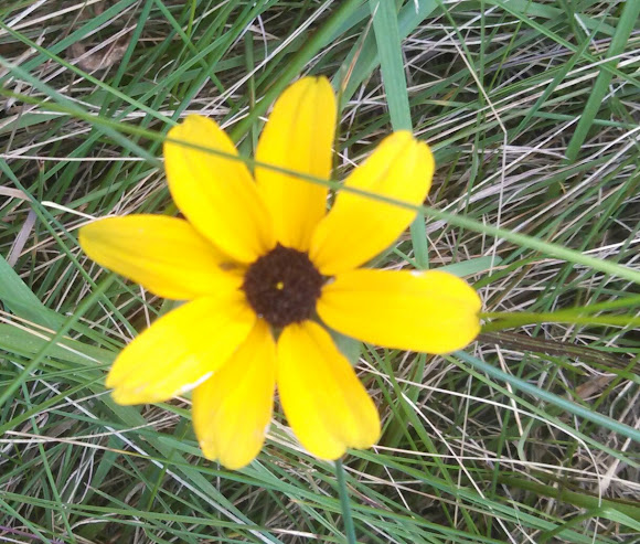 Tall Tickseed | Project Noah
