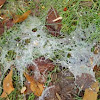 Fungus or spider web?