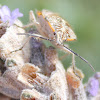 Sunflower Seed Bug