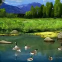 Ducks Swimming In Blue Pond logo