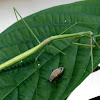 Brunner's stick mantis, eating