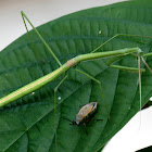Brunner's stick mantis, eating