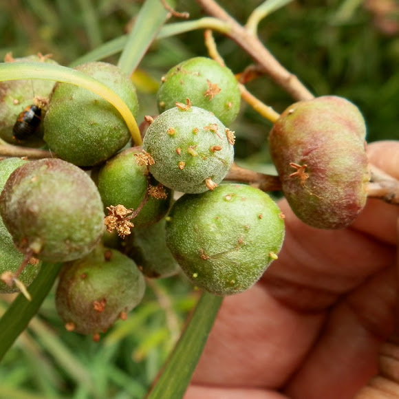 acacia apple galls (flower galls) Project Noah