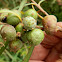 acacia apple galls (flower galls)