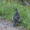 Dusky Grouse