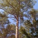Shortleaf pine