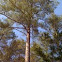 Shortleaf pine