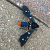 Polka-dot Wasp Moth/Oleander Moth
