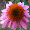 Eastern Purple Coneflower