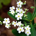 Flowering Spurge