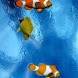 Caribbean Fishes In Clear Sea