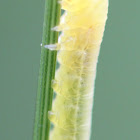 unknown lemon sawfly larva